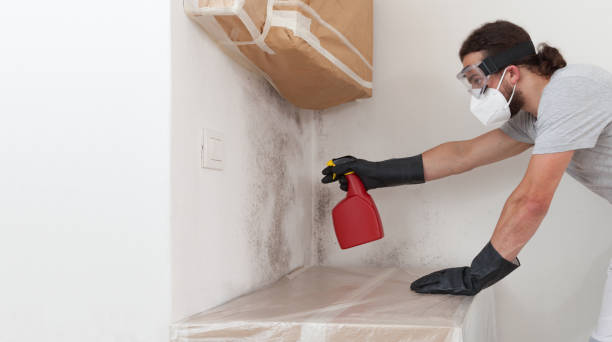 Professional Commercial Mold Remediation technician working in Bellvue, CO